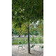 Le Bèret - Jardin des Tuileries - Dark Green